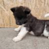 American Akita American Akita puppies