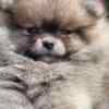 Pomeranian Pomeranian Spitz – BOO Teddy Bear Type