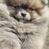 Pomeranian Pomeranian Spitz – BOO Teddy Bear Type