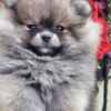 Pomeranian Pomeranian Spitz – BOO Teddy Bear Type