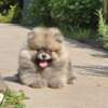 Pomeranian Pomeranian Spitz – BOO Teddy Bear Type