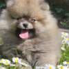 Pomeranian Pomeranian Spitz – BOO Teddy Bear Type
