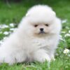 Pomeranian Pomeranian Spitz – BOO Teddy Bear Type