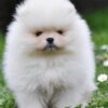 Pomeranian Pomeranian Spitz – BOO Teddy Bear Type