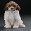 Havanese Havanese Bichon puppies