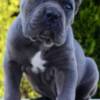 Cane Corso Cane Corso, female and male