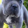 Cane Corso Cane Corso, female and male