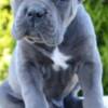 Cane Corso Cane Corso, female and male