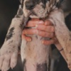 Great Dane Great Dane – beautiful puppies