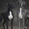 Great Dane Great Dane – beautiful puppies