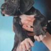 Great Dane Great Dane – beautiful puppies