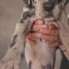 Great Dane Great Dane – beautiful puppies