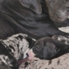 Great Dane Great Dane – beautiful puppies