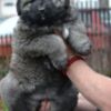 Caucasian Shepherd Dog Caucasian shepherd puppies