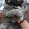 Caucasian Shepherd Dog Caucasian shepherd puppies