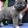 Caucasian Shepherd Dog Caucasian shepherd puppies