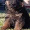 German Shepherd Dog German Shepherd Beautiful Puppies