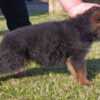 German Shepherd Dog German Shepherd Beautiful Puppies
