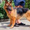 German Shepherd Dog German Shepherd Beautiful Puppies