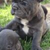 French Bulldog French Bulldog Sky Blue Puppies