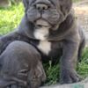 French Bulldog French Bulldog Sky Blue Puppies