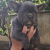 French Bulldog French Bulldog Sky Blue Puppies
