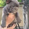 French Bulldog French Bulldog Sky Blue Puppies