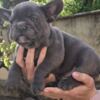 French Bulldog French Bulldog Sky Blue Puppies