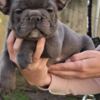 French Bulldog French Bulldog Sky Blue Puppies