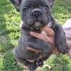French Bulldog French Bulldog Sky Blue Puppies