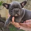 French Bulldog French Bulldog Sky Blue Puppies