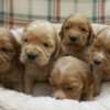 English Cocker Spaniel English Cocker Spaniel puppies