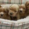 English Cocker Spaniel English Cocker Spaniel puppies