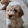 Lagotto Romagnolo Lagotto Romagnolo puppies