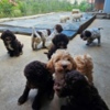 Lagotto Romagnolo Lagotto Romagnolo puppies