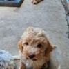 Lagotto Romagnolo Lagotto Romagnolo puppies