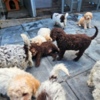 Lagotto Romagnolo Lagotto Romagnolo puppies