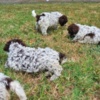 Lagotto Romagnolo Lagotto Romagnolo puppies