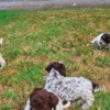 Lagotto Romagnolo Lagotto Romagnolo puppies