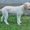 Lagotto Romagnolo Lagotto Romagnolo puppies