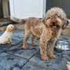 Lagotto Romagnolo Lagotto Romagnolo puppies