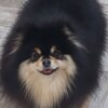 Pomeranian Pomeranian Kennel for Sale