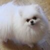 Pomeranian Pomeranian Kennel for Sale
