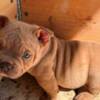 Bull and Terrier American bully exotic-micro puppies
