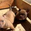 Bull and Terrier American bully exotic-micro puppies
