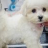 Bichon Frise Bichon Frise Beautiful Puppies