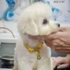 Bichon Frise Bichon Frise Beautiful Puppies