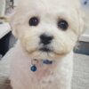 Bichon Frise Bichon Frise Beautiful Puppies