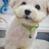 Bichon Frise Bichon Frise Beautiful Puppies