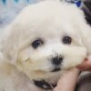 Bichon Frise Bichon Frise Beautiful Puppies